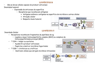 • São as únicas células capazes de produzir anticorpos
Imunidade humoral.
• Expressão de anticorpos de superfície
– Receptores que reconhecem antígenos
» Antígenos solúveis e antígenos na superfície de micróbios e outras células
» Ativação celular
» Resposta imune humoral.
LINFÓCITOS BLINFÓCITOS B
LINFÓCITO TLINFÓCITO T
Imunidade Celular
– Receptores reconhecem fragmentos de peptídeos de ag
• Ligados a major histocompatibility complex (MHC) ou complexo de
histocompatibilidade principal (MHC).
– T CD4+ = helper ou auxiliares
• Ajudam B a produzir anticorpos
• Fagócitos a destruir micróbios fagocitados
– T CD8+ = citotóxicos ou citolíticos
• Destroem células que abrigam micróbios intracelulares
 