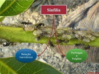 Sinfilia




                       Formigas
 Relação
                           e
harmônica
                        Pulgões
 