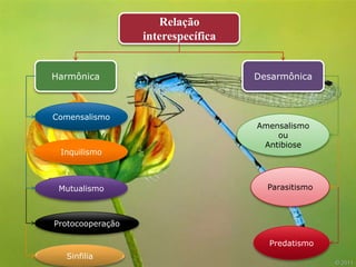 Relação
                  interespecífica


Harmônica                           Desarmônica



Comensalismo
                                    Amensalismo
                                        ou
                                     Antibiose
 Inquilismo



 Mutualismo                           Parasitismo



Protocooperação

                                      Predatismo
  Sinfilia
 
