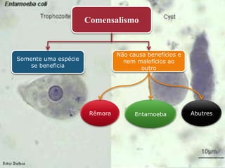 Comensalismo


                                Não causa benefícios e
Somente uma espécie               nem malefícios ao
    se beneficia                        outro




                       Rêmora         Entamoeba          Abutres
 