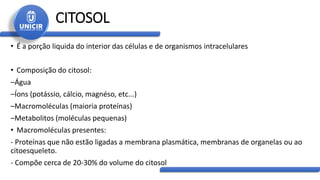 CITOSOL
• É a porção liquida do interior das células e de organismos intracelulares
• Composição do citosol:
–Água
–Íons (potássio, cálcio, magnéso, etc...)
–Macromoléculas (maioria proteínas)
–Metabolitos (moléculas pequenas)
• Macromoléculas presentes:
- Proteínas que não estão ligadas a membrana plasmática, membranas de organelas ou ao
citoesqueleto.
- Compõe cerca de 20-30% do volume do citosol
 
