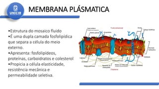 MEMBRANA PLÁSMATICA
•Estrutura do mosaico fluido
•É uma dupla camada fosfolipídica
que separa a célula do meio
externo.
•Apresenta: fosfolipídeos,
proteínas, carboidratos e colesterol
•Propicia a célula elasticidade,
resistência mecânica e
permeabilidade seletiva.
 