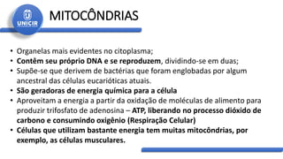 MITOCÔNDRIAS
• Organelas mais evidentes no citoplasma;
• Contêm seu próprio DNA e se reproduzem, dividindo-se em duas;
• Supõe-se que derivem de bactérias que foram englobadas por algum
ancestral das células eucarióticas atuais.
• São geradoras de energia química para a célula
• Aproveitam a energia a partir da oxidação de moléculas de alimento para
produzir trifosfato de adenosina – ATP, liberando no processo dióxido de
carbono e consumindo oxigênio (Respiração Celular)
• Células que utilizam bastante energia tem muitas mitocôndrias, por
exemplo, as células musculares.
 