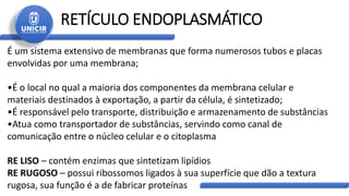 RETÍCULO ENDOPLASMÁTICO
É um sistema extensivo de membranas que forma numerosos tubos e placas
envolvidas por uma membrana;
•É o local no qual a maioria dos componentes da membrana celular e
materiais destinados à exportação, a partir da célula, é sintetizado;
•É responsável pelo transporte, distribuição e armazenamento de substâncias
•Atua como transportador de substâncias, servindo como canal de
comunicação entre o núcleo celular e o citoplasma
RE LISO – contém enzimas que sintetizam lipídios
RE RUGOSO – possui ribossomos ligados à sua superfície que dão a textura
rugosa, sua função é a de fabricar proteínas
 