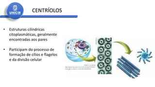 • Estruturas cilíndricas
citoplasmáticas, geralmente
encontradas aos pares
• Participam do processo de
formação de cílios e flagelos
e da divisão celular
CENTRÍOLOS
 