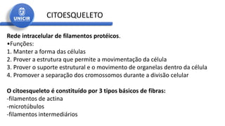 Rede intracelular de filamentos protéicos.
•Funções:
1. Manter a forma das células
2. Prover a estrutura que permite a movimentação da célula
3. Prover o suporte estrutural e o movimento de organelas dentro da célula
4. Promover a separação dos cromossomos durante a divisão celular
O citoesqueleto é constituído por 3 tipos básicos de fibras:
-filamentos de actina
-microtúbulos
-filamentos intermediários
CITOESQUELETO
 