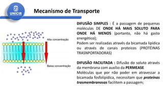 Mecanismo de Transporte
DIFUSÃO SIMPLES : É a passagem de pequenas
moléculas DE ONDE HÁ MAIS SOLUTO PARA
ONDE HÁ MENOS (portanto, não há gasto
energético);
Podem ser realizadas através da bicamada lipídica
ou através de canais proteicos (PROTÉINAS
TRASNPORTADORAS)
DIFUSÃO FACILITADA : Difusão do soluto através
da membrana com auxílio da PERMEASE
Moléculas que por não poder em atravessar a
bicamada fosfolipídica, necessitam que proteínas
trasmembranosas facilitem a passagem;
 