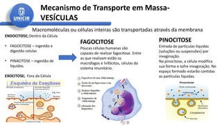 Mecanismo de Transporte em Massa-
VESÍCULAS
Macromoléculas ou células inteiras são transportadas através da membrana
ENDOCITOSE; Dentro da Célula
• FAGOCITOSE – ingestão e
digestão celular.
• PINACITOSE – ingestão de
líquidos.
EXOCITOSE; Fora da Célula
FAGOCITOSE
Poucas células humanas são
capazes de realizar fagocitose. Entre
as que realizam estão os
macrófagos e linfócitos, células do
sistema imunitário.
PINOCITOSE
Entrada de partículas líquidas
(soluções ou suspensões) por
invaginação.
Na pinocitose, a célula modifica
sua forma e sofre invaginação. No
espaço formado estarão contidas
as partículas líquidas.
 