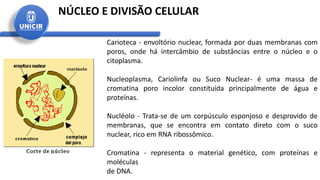 Carioteca - envoltório nuclear, formada por duas membranas com
poros, onde há intercâmbio de substâncias entre o núcleo e o
citoplasma.
Nucleoplasma, Cariolinfa ou Suco Nuclear- é uma massa de
cromatina poro incolor constituída principalmente de água e
proteínas.
Nucléolo - Trata-se de um corpúsculo esponjoso e desprovido de
membranas, que se encontra em contato direto com o suco
nuclear, rico em RNA ribossômico.
Cromatina - representa o material genético, com proteínas e
moléculas
de DNA.
NÚCLEO E DIVISÃO CELULAR
 