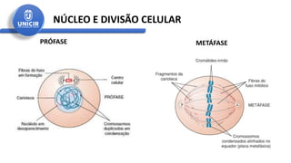 NÚCLEO E DIVISÃO CELULAR
PRÓFASE METÁFASE
 
