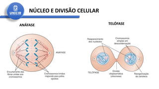 NÚCLEO E DIVISÃO CELULAR
ANÁFASE TELÓFASE
 