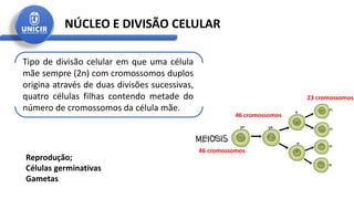 NÚCLEO E DIVISÃO CELULAR
Tipo de divisão celular em que uma célula
mãe sempre (2n) com cromossomos duplos
origina através de duas divisões sucessivas,
quatro células filhas contendo metade do
número de cromossomos da célula mãe.
46 cromossomos
46 cromossomos
23 cromossomos
Reprodução;
Células germinativas
Gametas
 