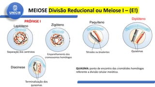 MEIOSE Divisão Reducional ou Meiose I – (E!)
Zigóteno
Emparelhamento dos
cromossomos homólogos
Tétrades ou bivalentes
Paquíteno
Quiasmas
Diplóteno
Terminalização dos
quiasmas
Diacinese QUIASMA: ponto de encontro das cromátides homólogas
referente a divisão celular meiótica.
Leptóteno
Separação dos centríolos
PRÓFASE I
 