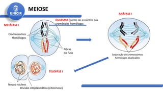 MEIOSE
Cromossomos
Homólogos
Fibras
do fuso
Separação de cromossomos
homólogos duplicados
METÁFASE I
ANÁFASE I
Divisão citoplasmática (citocinese)
Novos núcleos
TELOFÁSE I
QUIASMA (ponto de encontro das
cromátides homólogas
 