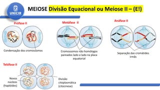 MEIOSE Divisão Equacional ou Meiose II – (E!)
Condensação dos cromossomos
Prófase II
Cromossomos não homólogos
pareados lado a lado na placa
equatorial
Metáfase II
Separação das cromátides
irmãs
Anáfase II
Novos
núcleos
(haplóides)
Divisão
citoplasmática
(citocinese)
Telófase II
 