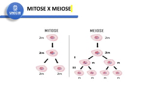 MITOSE X MEIOSE
 