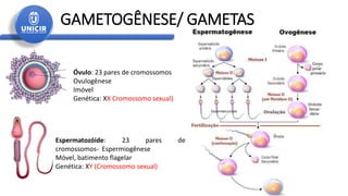 GAMETOGÊNESE/ GAMETAS
Óvulo: 23 pares de cromossomos
Ovulogênese
Imóvel
Genética: XX Cromossomo sexual)
Espermatozóide: 23 pares de
cromossomos- Espermiogênese
Móvel, batimento flagelar
Genética: XY (Cromossomo sexual)
 