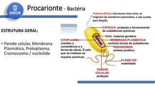 Procarionte - Bactéria
ESTRUTURA GERAL:
• Parede celular, Membrana
Plasmática, Protoplasma,
Cromossomo / nucleóide
Fímbrias (Pilus): Estruturas mais curta, se
originam da membrana plasmática, e são usadas
para fixação.
 