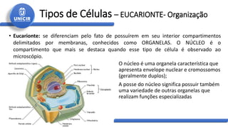 Tipos de Células – EUCARIONTE- Organização
• Eucarionte: se diferenciam pelo fato de possuírem em seu interior compartimentos
delimitados por membranas, conhecidos como ORGANELAS. O NÚCLEO é o
compartimento que mais se destaca quando esse tipo de célula é observado ao
microscópio.
O núcleo é uma organela característica que
apresenta envelope nuclear e cromossomos
(geralmente duplos);
A posse do núcleo significa possuir também
uma variedade de outras organelas que
realizam funções especializadas
 