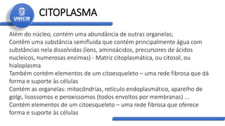 CITOPLASMA
Além do núcleo, contém uma abundância de outras organelas;
Contêm uma substância semifluida que contém principalmente água com
substâncias nela dissolvidas (íons, aminoácidos, precursores de ácidos
nucleicos, numerosas enzimas) - Matriz citoplasmática, ou citosol, ou
hialoplasma
Também contém elementos de um citoesqueleto – uma rede fibrosa que dá
forma e suporte às células
Contém as organelas: mitocôndrias, retículo endoplasmático, aparelho de
golgi, lisossomos e peroxissomos (todos envoltos por membranas) ...
Contém elementos de um citoesqueleto – uma rede fibrosa que oferece
forma e suporte às células
 