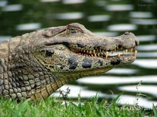 by Prof. LENO / 2011 