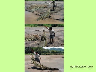 by Prof. LENO / 2011 