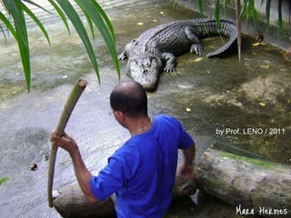 by Prof. LENO / 2011 