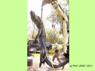 by Prof. LENO / 2011 