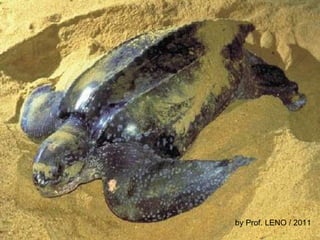 by Prof. LENO / 2011 