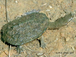 by Prof. LENO / 2011 