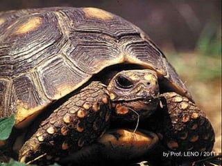 by Prof. LENO / 2011 