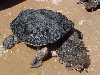 by Prof. LENO / 2011 