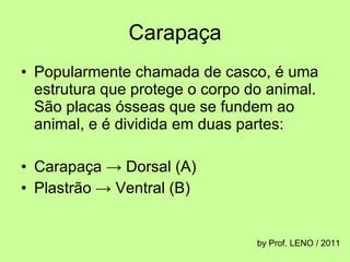 Carapaça Popularmente chamada de casco, é uma estrutura que protege o corpo do animal. São placas ósseas que se fundem ao animal, e é dividida em duas partes: Carapaça -> Dorsal (A) Plastrão -> Ventral (B) by Prof. LENO / 2011 