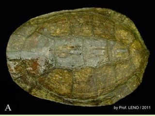 by Prof. LENO / 2011 