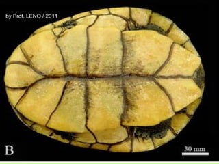 by Prof. LENO / 2011 