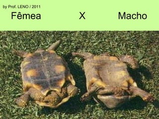 Fêmea  X  Macho by Prof. LENO / 2011 