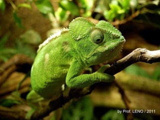 by Prof. LENO / 2011 