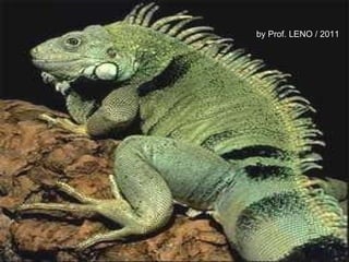 by Prof. LENO / 2011 