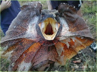 by Prof. LENO / 2011 