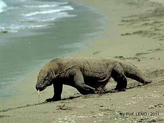 by Prof. LENO / 2011 