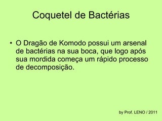 Coquetel de Bactérias O Dragão de Komodo possui um arsenal de bactérias na sua boca, que logo após sua mordida começa um rápido processo de decomposição.  by Prof. LENO / 2011 