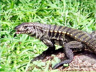 by Prof. LENO / 2011 