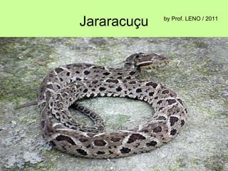 Jararacuçu by Prof. LENO / 2011 