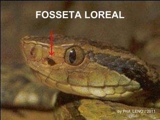 FOSSETA LOREAL by Prof. LENO / 2011 