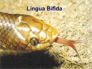 Língua Bífida   by Prof. LENO / 2011 