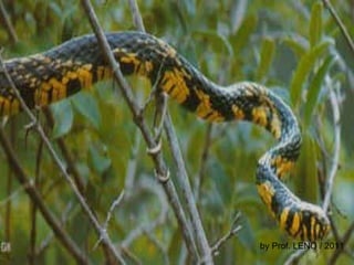 by Prof. LENO / 2011 