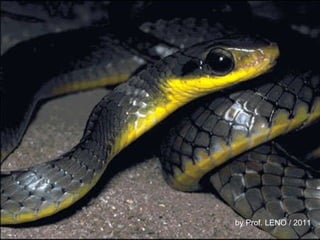 by Prof. LENO / 2011 