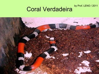Coral Verdadeira by Prof. LENO / 2011 