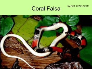 Coral Falsa by Prof. LENO / 2011 