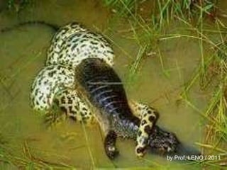 by Prof. LENO / 2011 